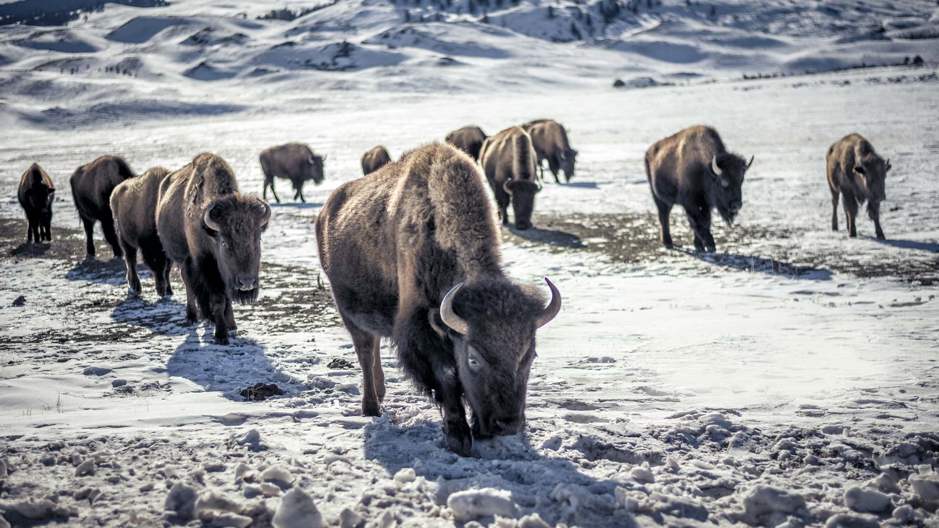 La controvertida (y ancestral) caza del bisonte