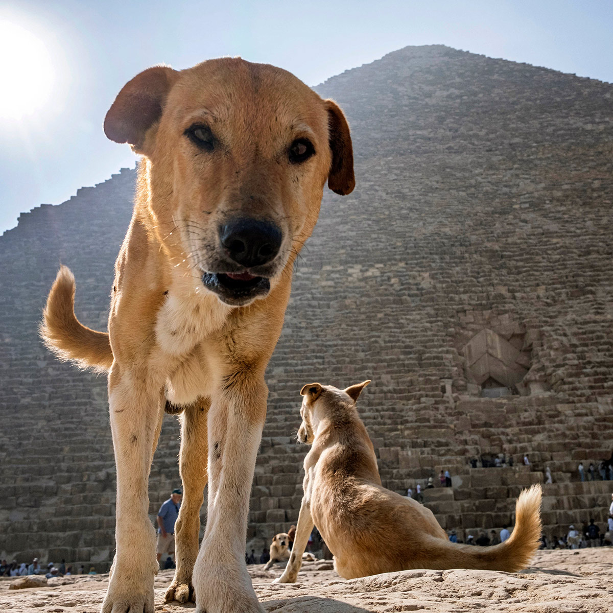 ¿Cómo llegó el perro a la cima de la pirámide de Kefrén? Lo que esconde la 'mascota del faraón'